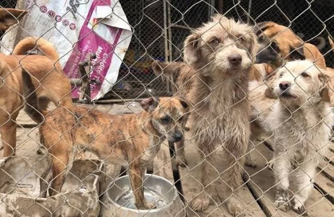 No hay mucha cultura de adopción animal en Villahermosa 