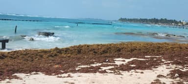 ImagenSargazo “invade" costas del Caribe Mexicano