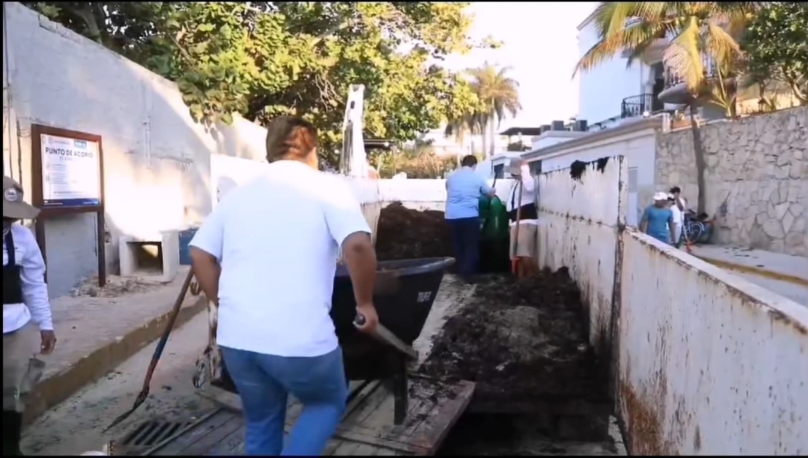 Apoyan proyecto para aprovechamiento del sargazo