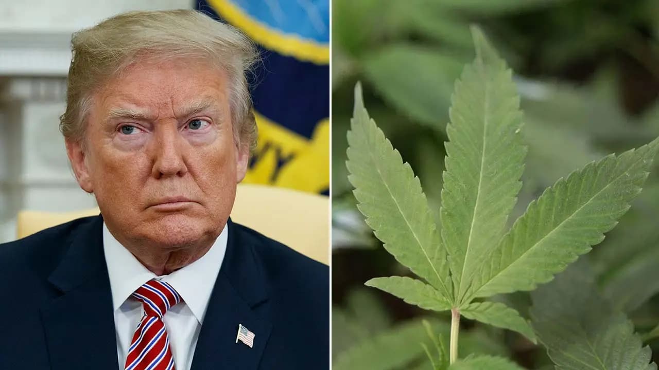 Trump apoya la legalización de la marihuana 