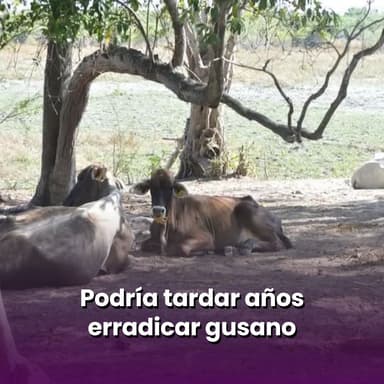 Podría tardar años erradicar gusano