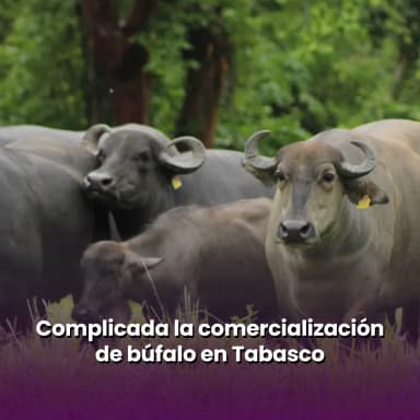 Complicada la comercialización de búfalo en Tabasco, admiten ganaderos