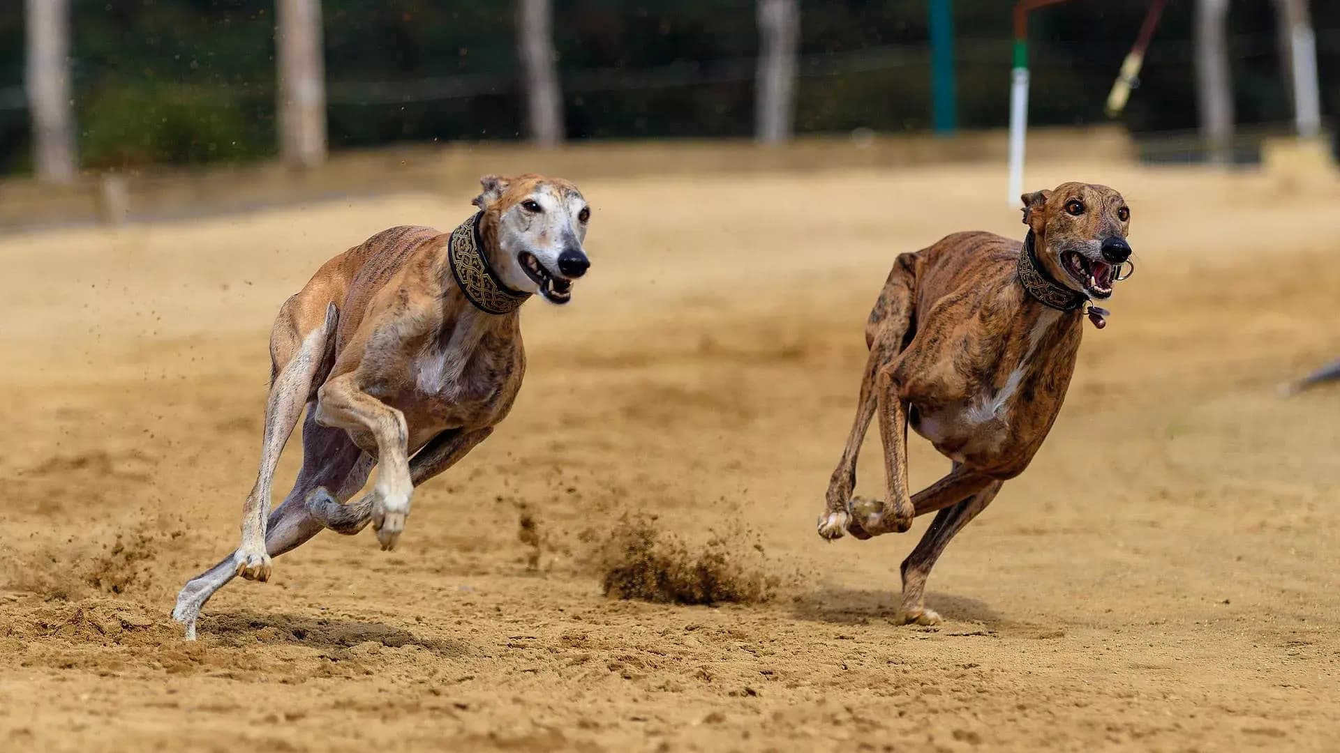 Prohibirán carreras de galgos por el daño a perros