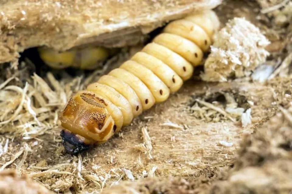 Cierra EU nuevamente frontera con México por gusano