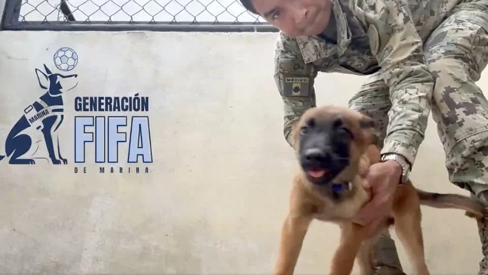 Marina presenta a “Generación FIFA”, cachorros entrenados para detectar explosivos en Mundial 2026