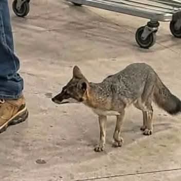 Confirman caso de rabia en zorra gris que atacó a un bebé en Cancún
