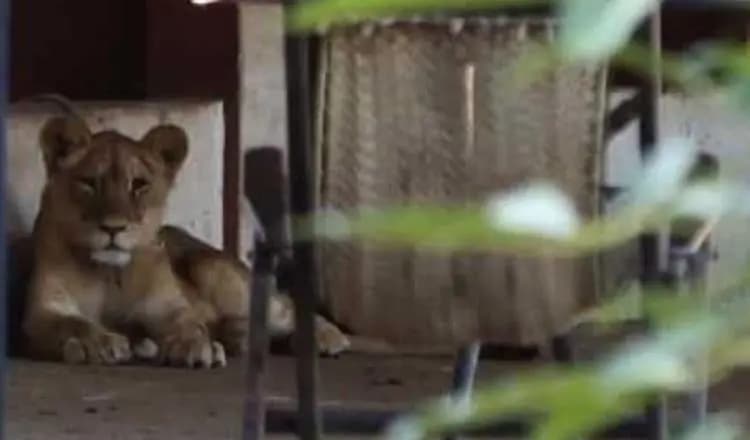 Animales exóticos asegurados en rancho siguen bajo cuidado