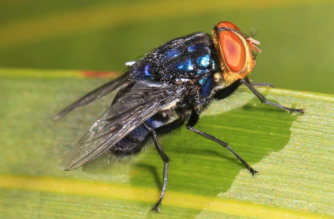 Anuncia EU instalación de moscas estériles en Tampico