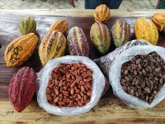 Va Segalmex por 200 ton de cacao fermentado en Tabasco