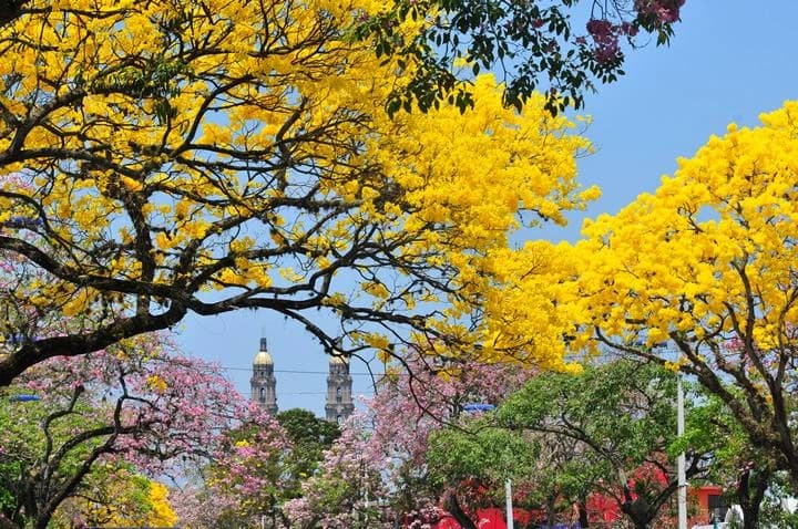 Presumirá Villahermosa sus coloridos guayacanes y macuilis