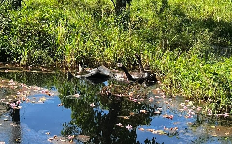 Hallan restos humanos en Centro y Teapa, y balean a sujeto en Villahermosa