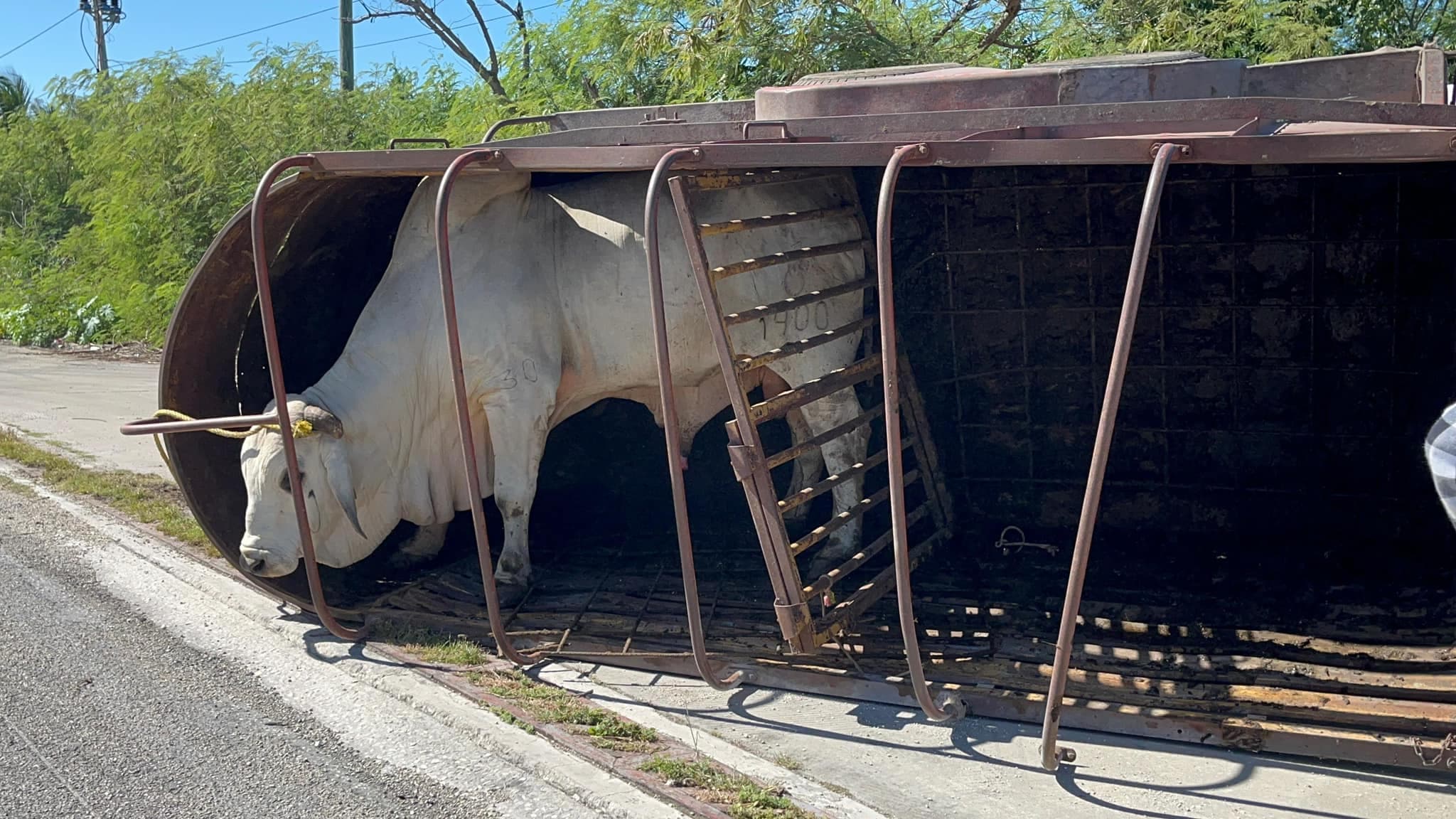 Vuelca remolque de ganado en Campeche