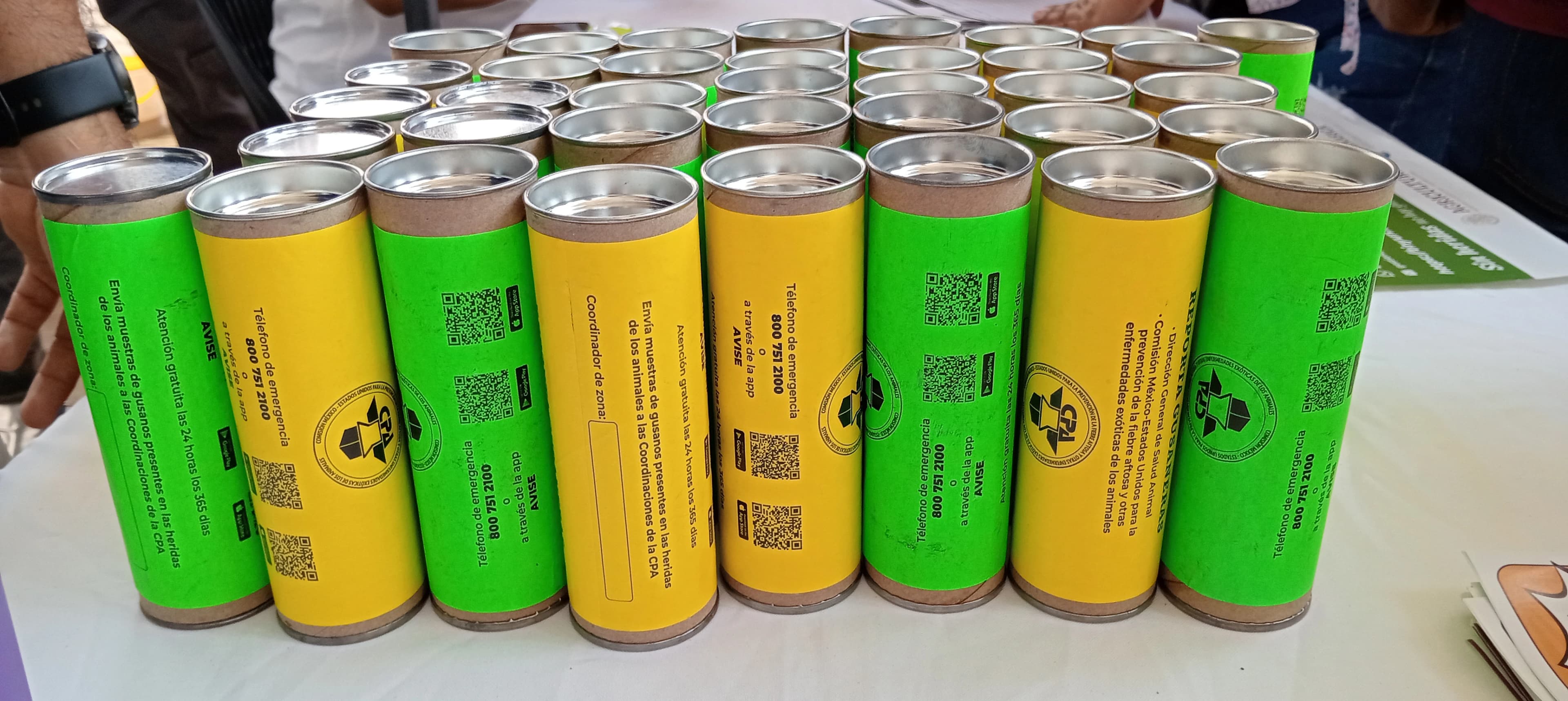 Aceleran medidas para contener plaga de gusano barrenador