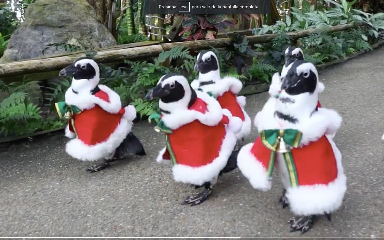 Pingüinos desfilan vestidos de Santa en Zoo nipón