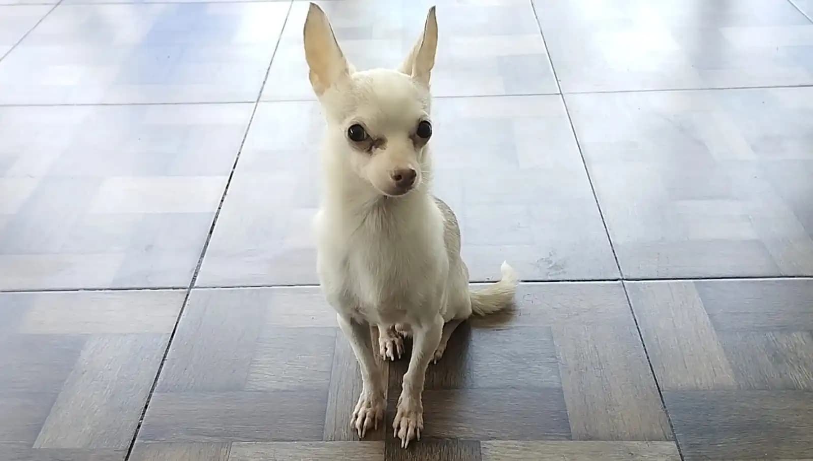Mascotas soporte emocional y de salud