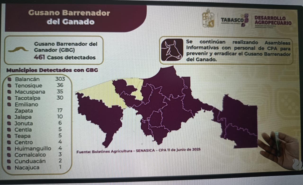 Tiene Tabasco 461 casos de gusano barrenador