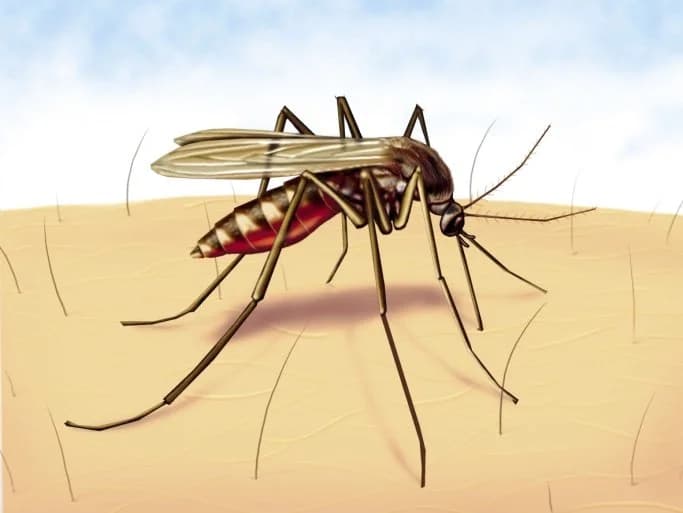 Aumentan muertes por dengue en 2024