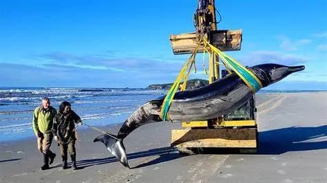 Encuentran especie de ballena más rara del mundo