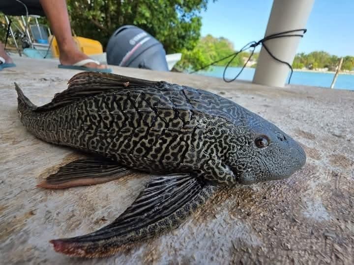 Invade Pez Diablo Chetumal y Bacalar