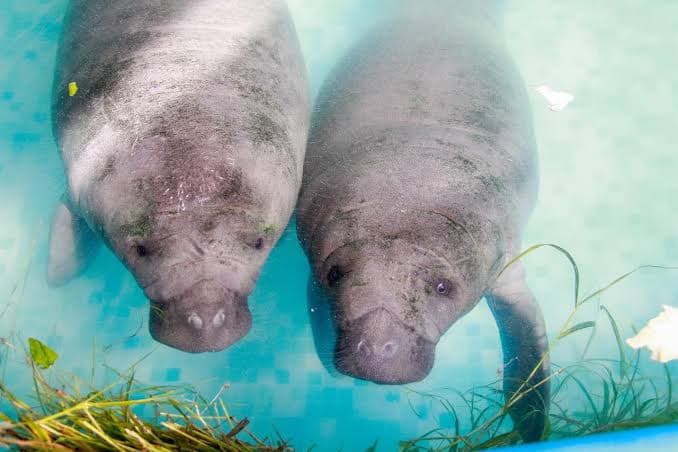 Desnutridos, manatíes de la Laguna de las Ilusiones