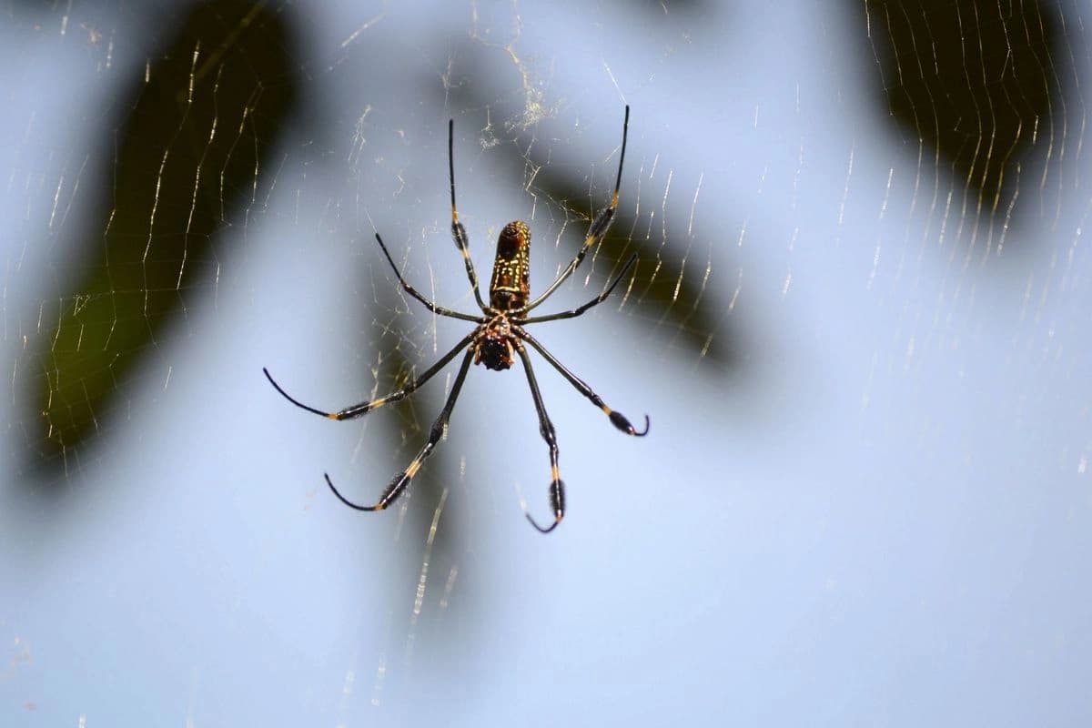 Veneno de arañas, benéfico para la salud, asegura investigación de la UNAM