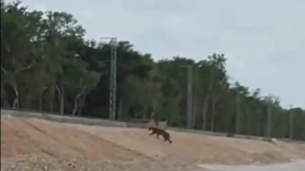 Hotel del Tren Maya deja selva sin jaguares