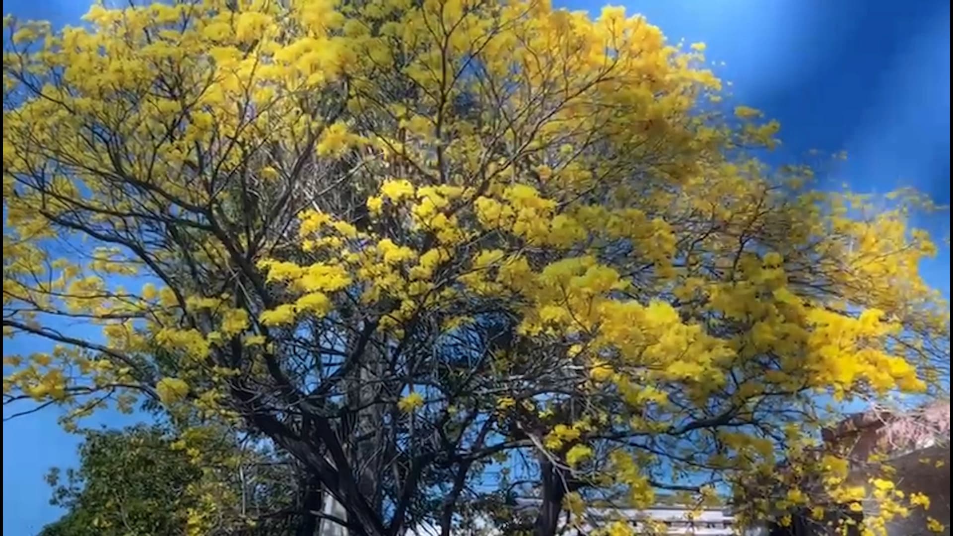 Tomás Rivas una vida retratando la izquierda