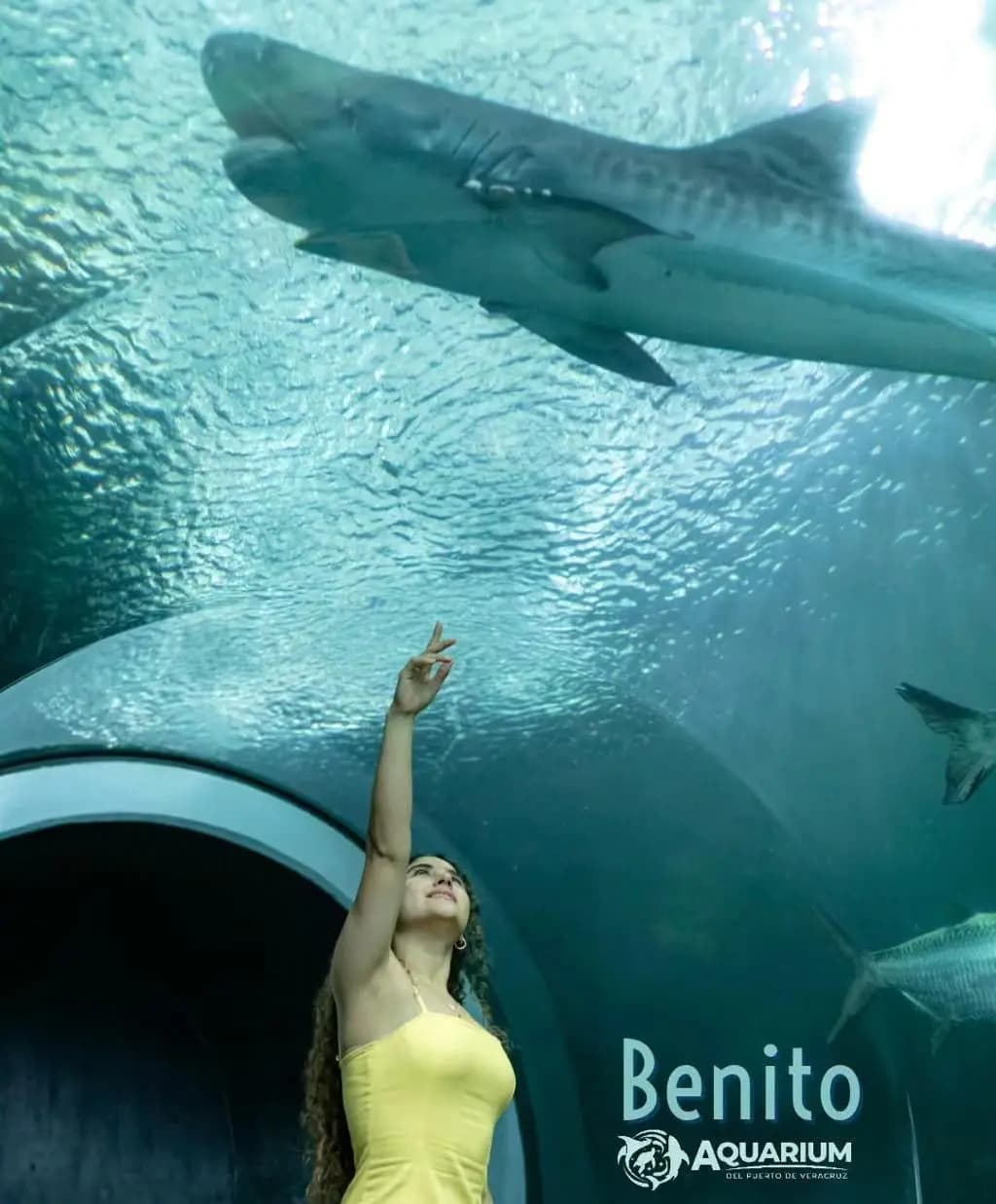 Muere Benito, Tiburón del Aquarium de Veracruz