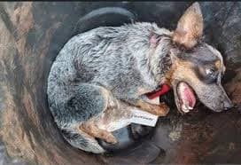 Libre agresor y dueño de perrita a la que disparó