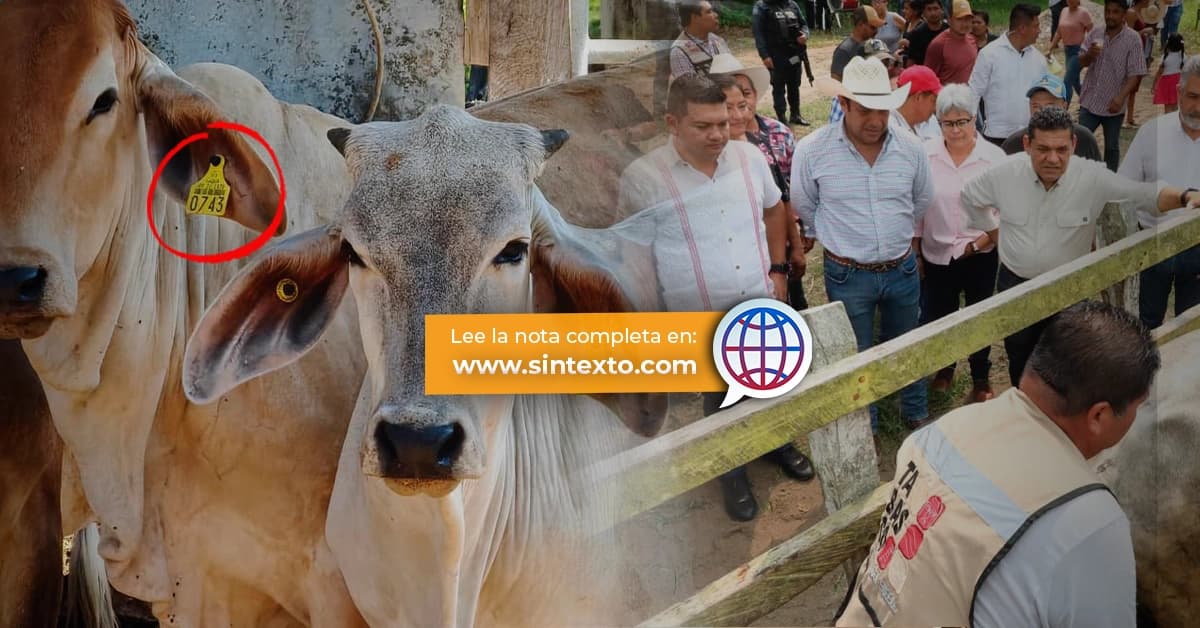 Ganaderos de Tabasco piden ir al fondo en venta ilegal de aretes