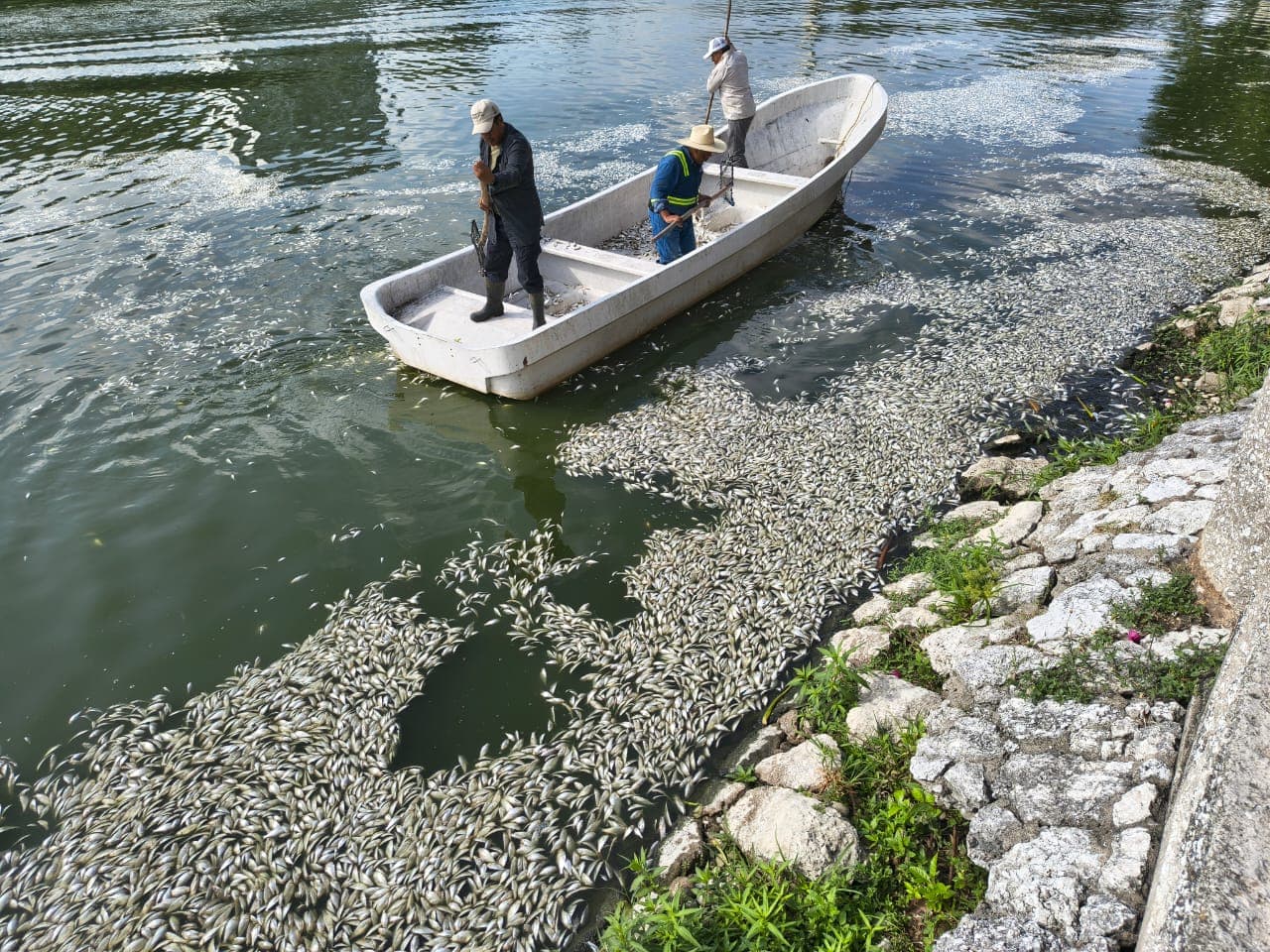 Contabilizan 10 toneladas de sardinas muertas en Laguna de las Ilusiones