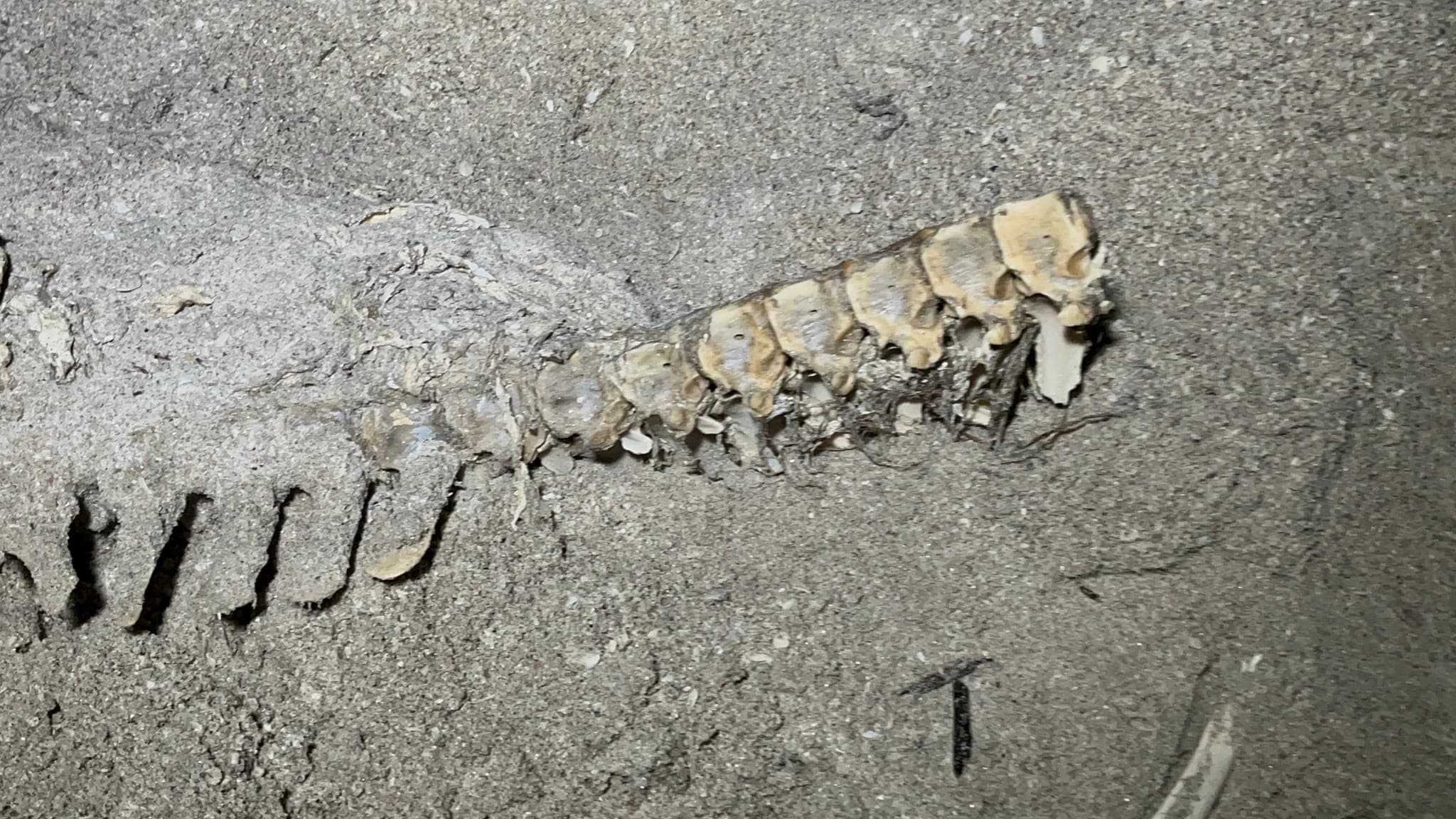 Reportan supuestos restos humanos en Playa Norte