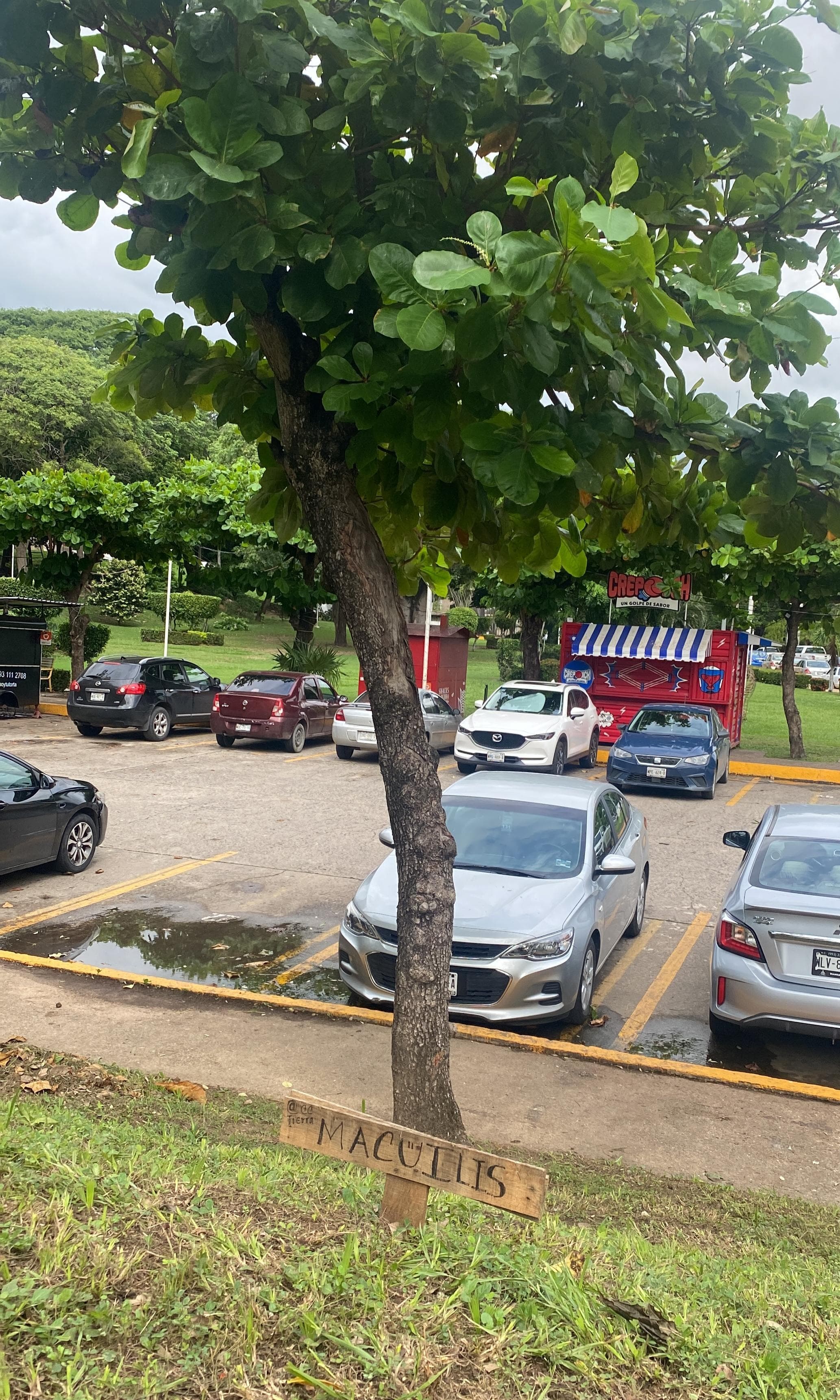 Roban macuilís que habían sembrado en el "Tomás Garrido"