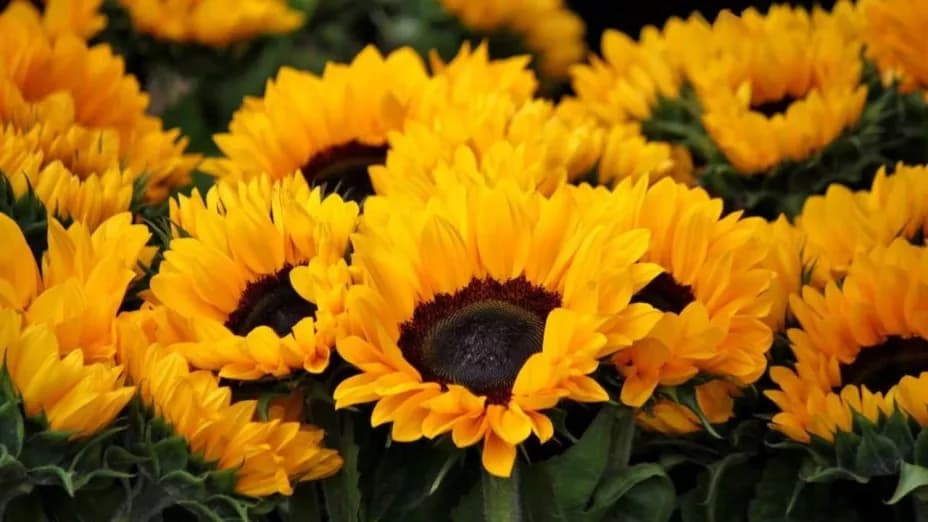 ¿Por qué se regalan flores amarillas este 21 de marzo?