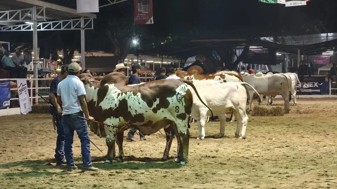 Destacan entrega de 4,260 novillonas y 426 sementales a pequeños ganaderos