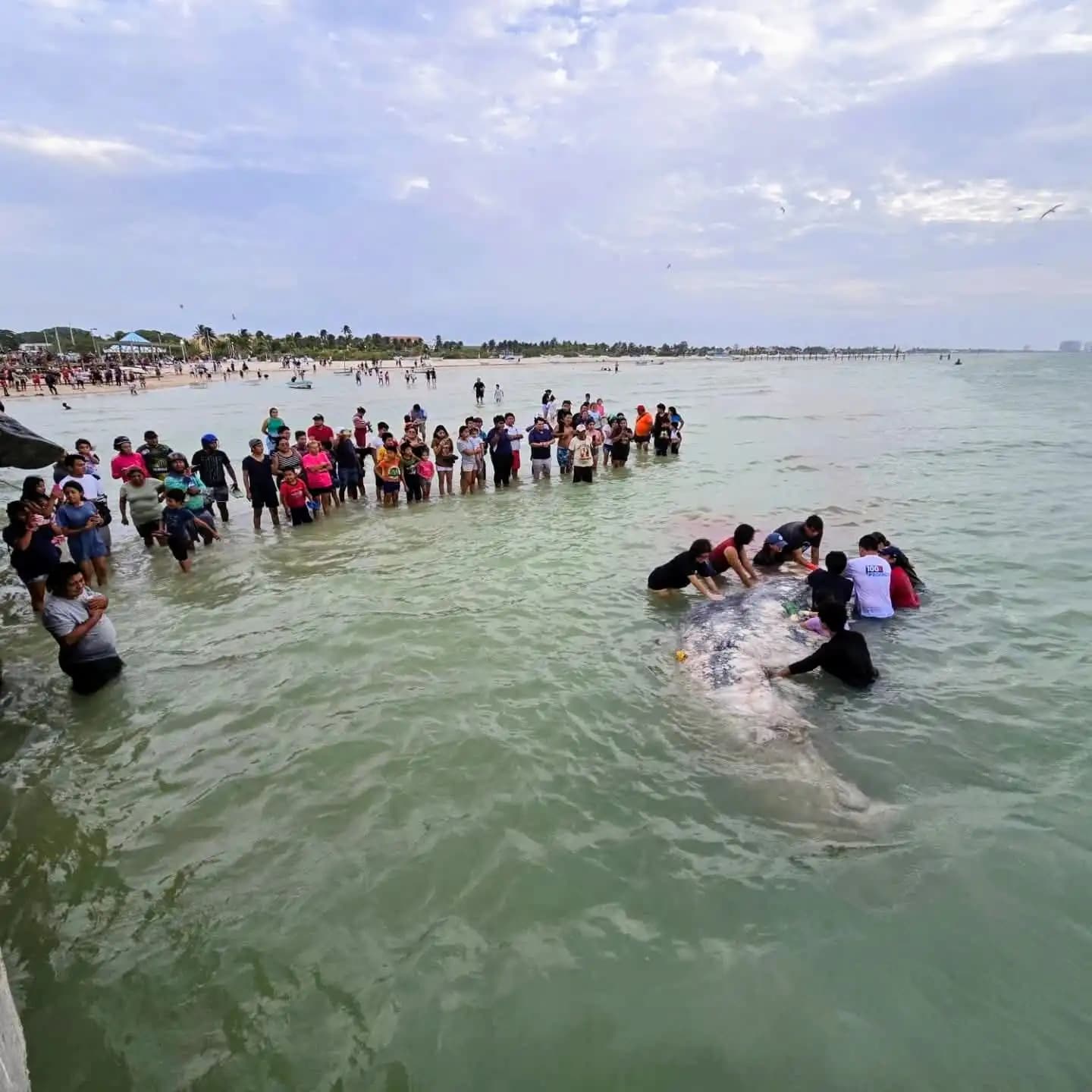 Analizan tiburón ballena muerto en Progreso, Yucatán