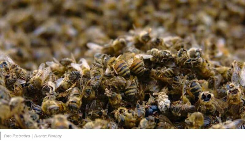 Exigen justicia apicultores de Campeche