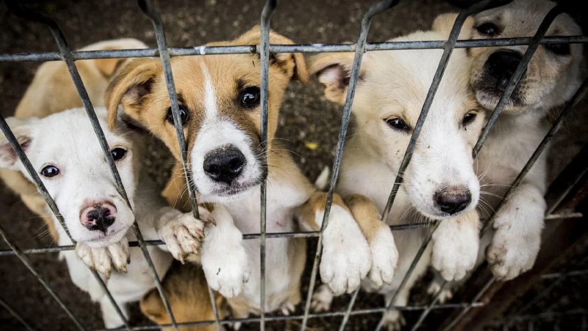Da luz verde Congreso a reformas en Seguridad Pública