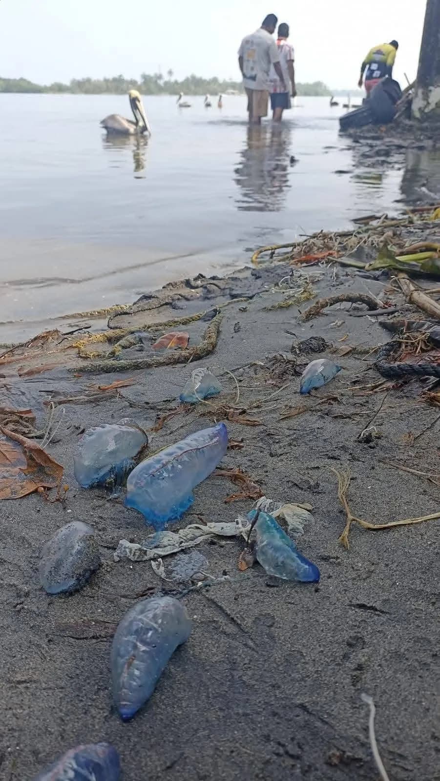 Alerta en playas de Paraíso por presencia de medusa "altamente tóxica"