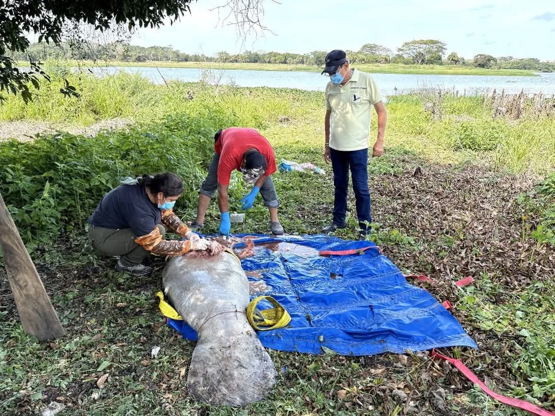 Manatí murió por golpe en la cabeza: ambientalistas