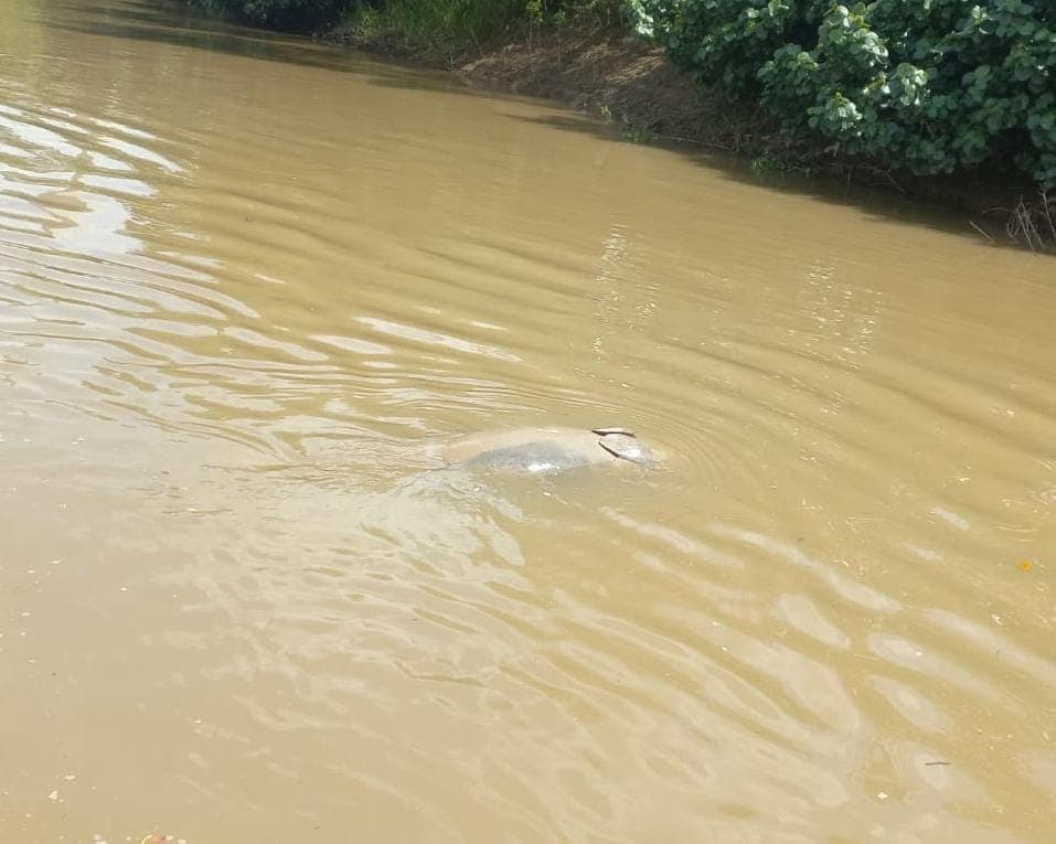 Hallan manatí sin vida en aguas del Río Grijalva en el municipio de Centro