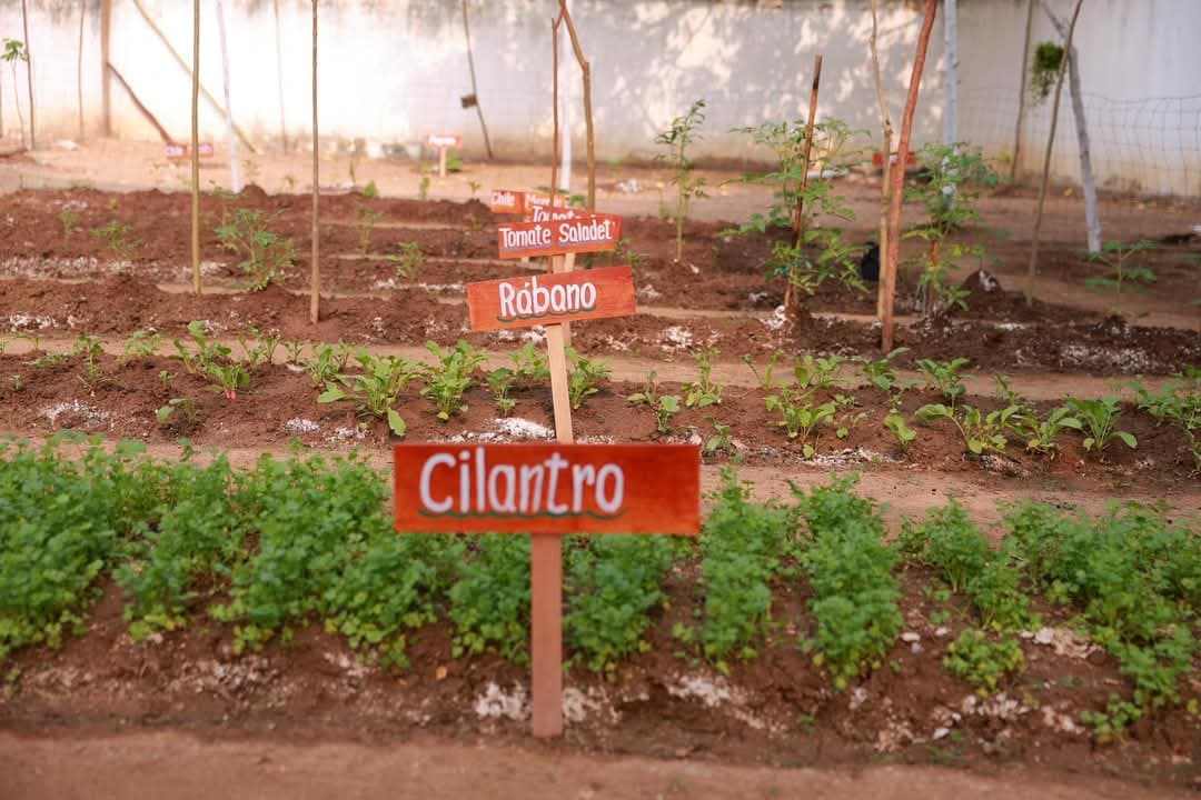 Activan huertos escolares para que niños aprendan a cultivar