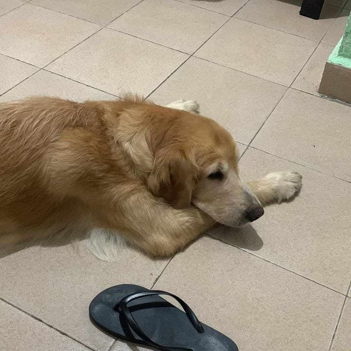 Harán valer nueva Ley que protege a los animales