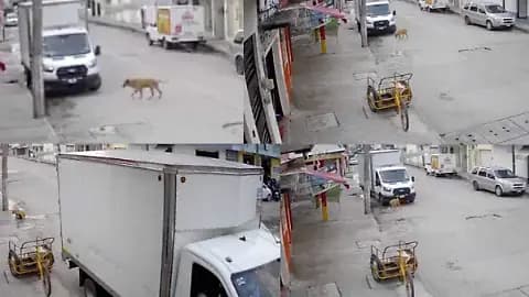 Siguen pista a asesinos de "Scooby Doo"