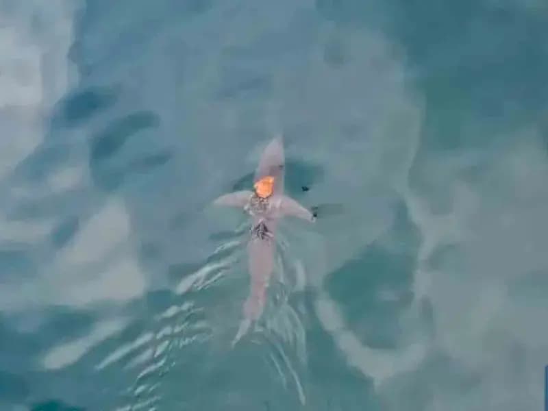 Pulpo viajando sobre un tiburón sorprende a científicos