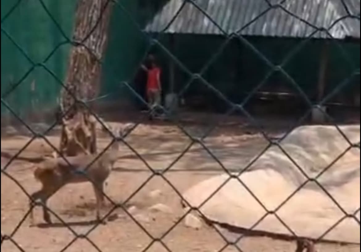 Muere venada en el Parque Museo La Venta