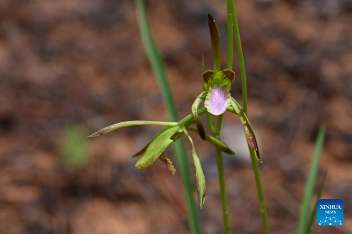 Descubren en China orquídea declarada extinta hace más de 100 años