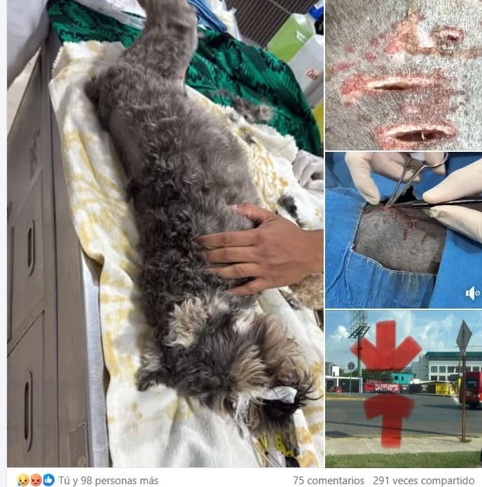 Tabasco sin detenidos por maltrato animal en último lustro