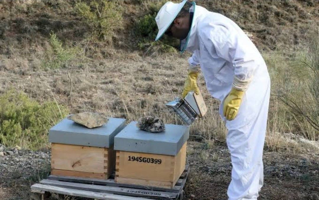 Mortandad de abejas en Campeche; confirman autoridades
