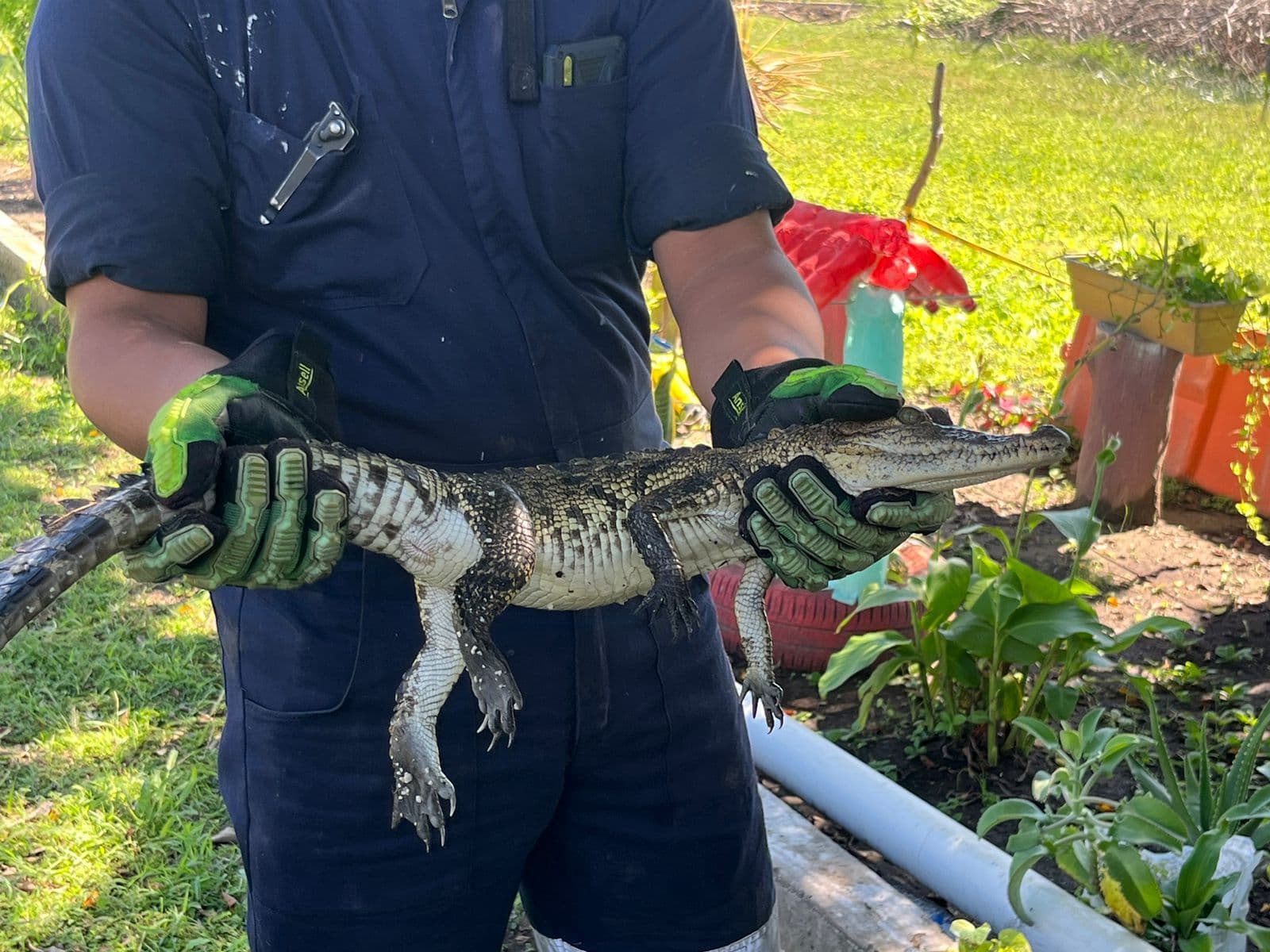 Cocodrilo irrumpe en escuela de Veracruz puerto